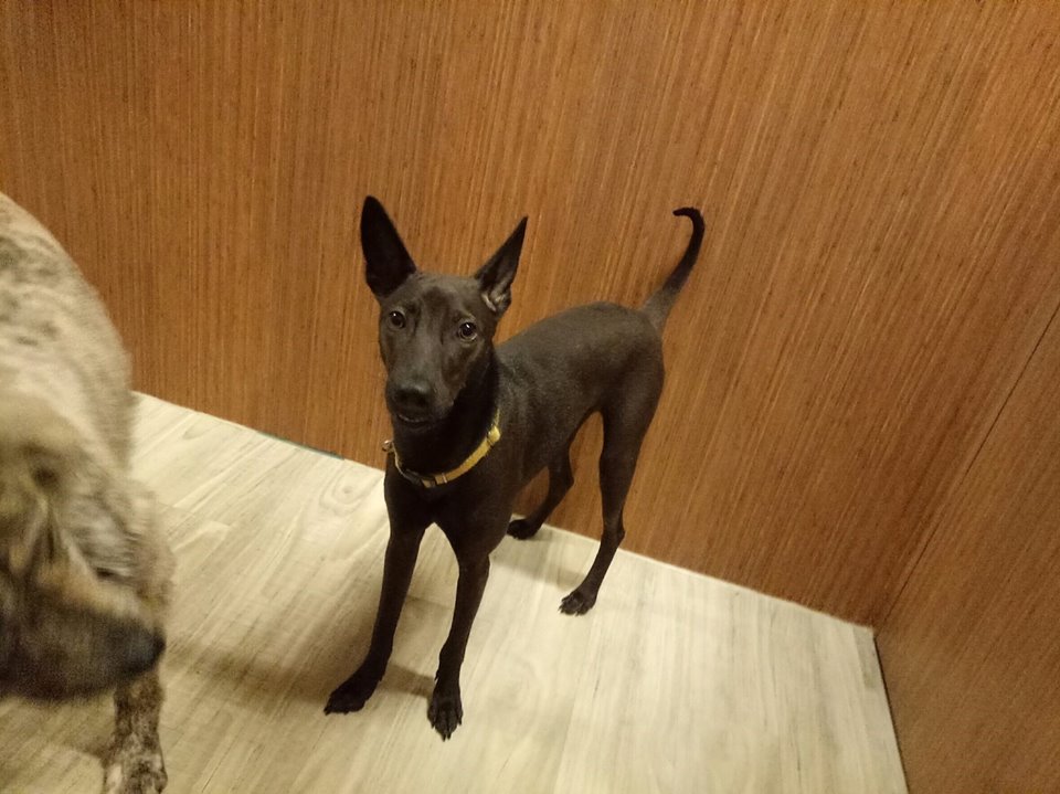 火狐电竞-南瓜奶酪球的做法_南瓜奶酪球怎么做_最初的最美❤的菜谱(图2) 火狐电竞官网