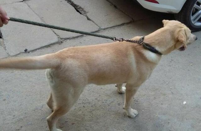 爆炸新闻:山东球迷无法接受足协对塔尔德利的处罚‘火狐电竞’(图2) 火狐电竞