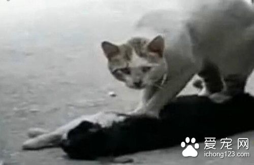 “火狐电竞平台”包拯的官职和权力有多大(图2) 火狐电竞官网