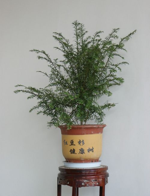 PP体育:国足3月份世预赛主场很可能放在泰国【火狐电竞平台】(图1) 火狐电竞官网