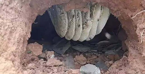 “火狐电竞官网”把脉书画收藏大势近现代书画市场认可度依旧(图2) 火狐电竞平台