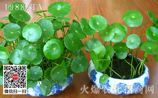 雨霖铃柳永,雨霖铃柳永断句|火狐电竞官网(图1) 火狐电竞