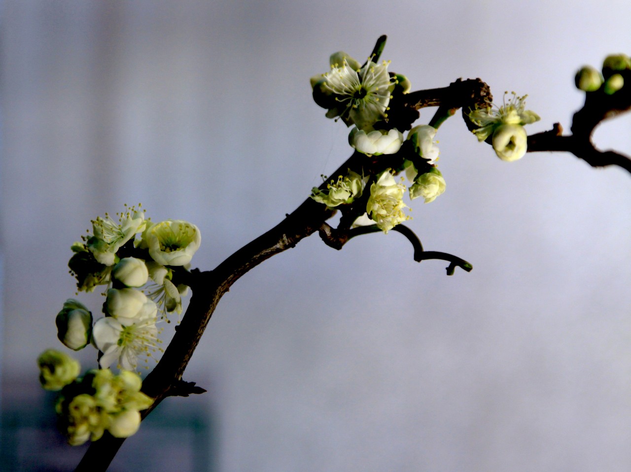 美食推荐:素炒西蓝花、清炒鳝丝、油焖笋的做法:火狐电竞官网(图1) 火狐电竞